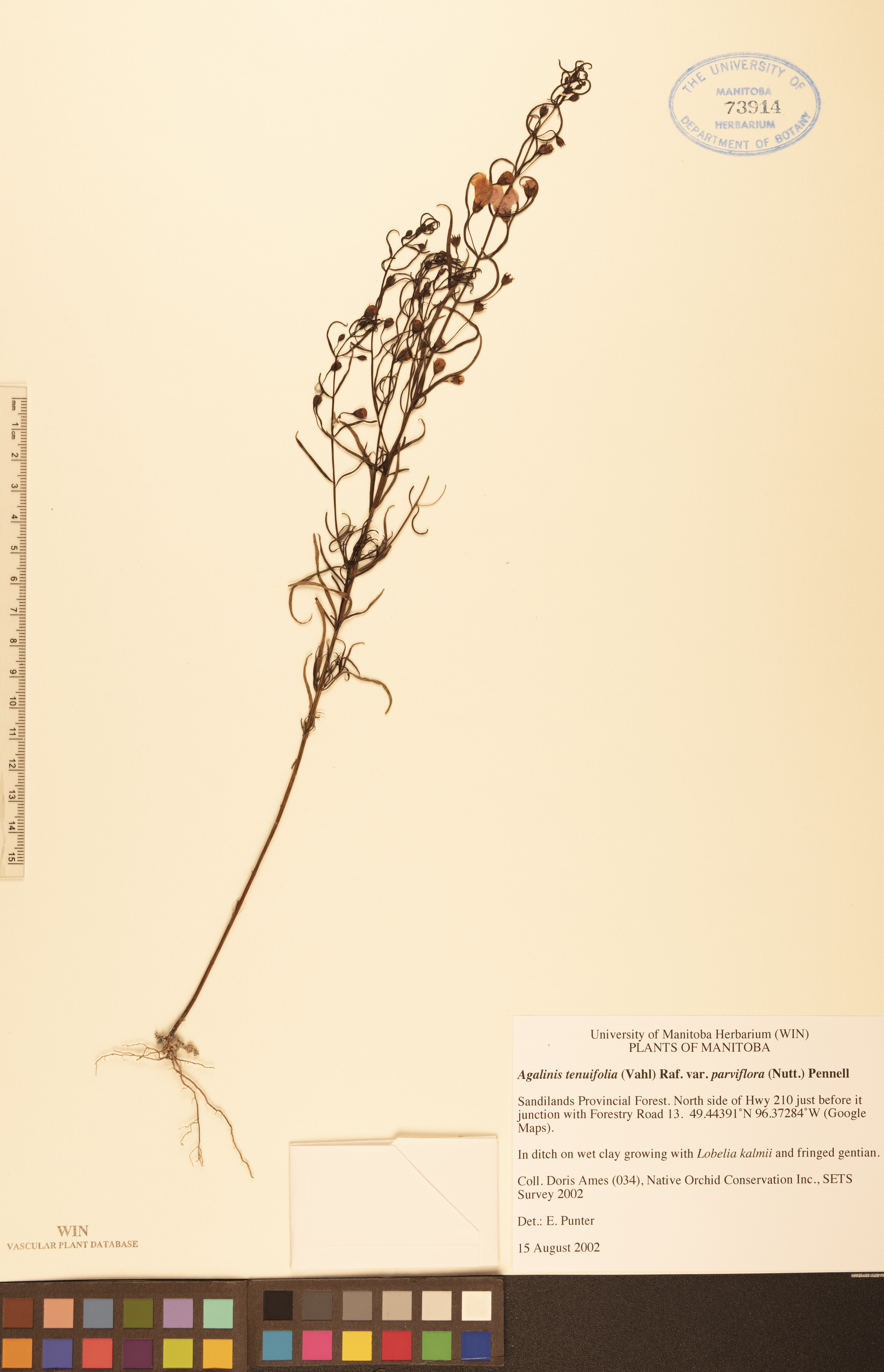 Agalinis tenuifolia var. parviflora image